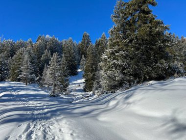 İsviçre Alpleri 'ndeki Valbella ve Lenzerheide tatil beldelerinin üzerindeki kar yağışı sonrası tipik bir kış atmosferindeki alp ağaçlarının resimli gölgeleri - İsviçre' deki Grisonlar Kantonu (Schweiz)