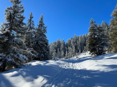 İsviçre Alpleri 'ndeki Valbella ve Lenzerheide tatil beldelerinin üzerindeki kar yağışı sonrası tipik bir kış atmosferindeki alp ağaçlarının resimli gölgeleri - İsviçre' deki Grisonlar Kantonu (Schweiz)
