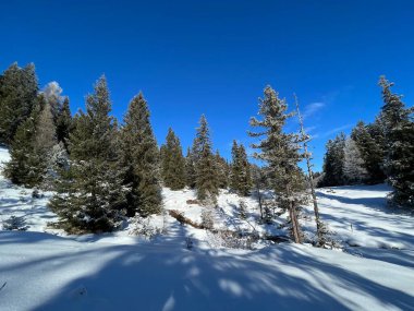 İsviçre Alpleri 'ndeki Valbella ve Lenzerheide tatil beldelerinin üzerindeki kar yağışı sonrası tipik bir kış atmosferindeki alp ağaçlarının resimli gölgeleri - İsviçre' deki Grisonlar Kantonu (Schweiz)