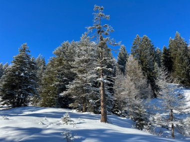 İsviçre Alpleri 'ndeki Valbella ve Lenzerheide tatil beldelerinin üzerindeki kar yağışı sonrası tipik bir kış atmosferindeki alp ağaçlarının resimli gölgeleri - İsviçre' deki Grisonlar Kantonu (Schweiz)