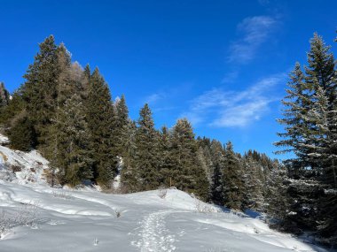 İsviçre Alpleri 'ndeki Valbella ve Lenzerheide tatil beldelerinin üzerindeki kar yağışı sonrası tipik bir kış atmosferindeki alp ağaçlarının resimli gölgeleri - İsviçre' deki Grisonlar Kantonu (Schweiz)