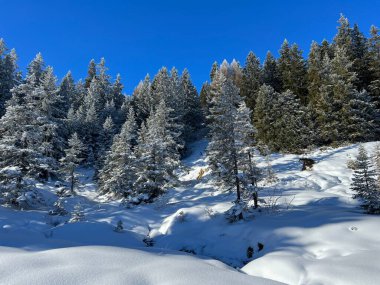 İsviçre Alpleri 'ndeki Valbella ve Lenzerheide tatil beldelerinin üzerindeki kar yağışı sonrası tipik bir kış atmosferindeki alp ağaçlarının resimli gölgeleri - İsviçre' deki Grisonlar Kantonu (Schweiz)