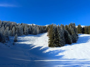 İsviçre Alpleri 'ndeki Valbella ve Lenzerheide tatil beldelerinin üzerindeki kar yağışı sonrası tipik bir kış atmosferindeki alp ağaçlarının resimli gölgeleri - İsviçre' deki Grisonlar Kantonu (Schweiz)