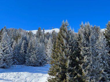 İsviçre Alpleri 'ndeki Valbella ve Lenzerheide tatil beldelerinin üzerindeki kar yağışı sonrası tipik bir kış atmosferindeki alp ağaçlarının resimli gölgeleri - İsviçre' deki Grisonlar Kantonu (Schweiz)