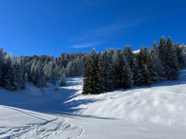 İsviçre Alpleri 'ndeki Valbella ve Lenzerheide tatil beldelerinin üzerindeki kar yağışı sonrası tipik bir kış atmosferindeki alp ağaçlarının resimli gölgeleri - İsviçre' deki Grisonlar Kantonu (Schweiz)