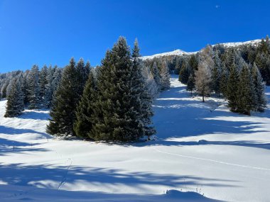 İsviçre Alpleri 'ndeki Valbella ve Lenzerheide tatil beldelerinin üzerindeki kar yağışı sonrası tipik bir kış atmosferindeki alp ağaçlarının resimli gölgeleri - İsviçre' deki Grisonlar Kantonu (Schweiz)