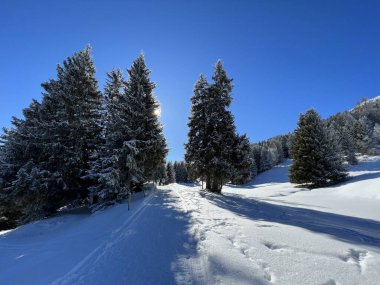 İsviçre Alpleri 'ndeki Valbella ve Lenzerheide tatil beldelerinin üzerindeki kar yağışı sonrası tipik bir kış atmosferindeki alp ağaçlarının resimli gölgeleri - İsviçre' deki Grisonlar Kantonu (Schweiz)