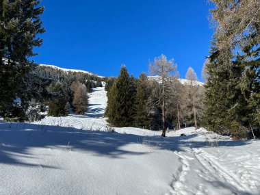 İsviçre Alpleri 'ndeki Valbella ve Lenzerheide tatil beldelerinin üzerindeki kar yağışı sonrası tipik bir kış atmosferindeki alp ağaçlarının resimli gölgeleri - İsviçre' deki Grisonlar Kantonu (Schweiz)