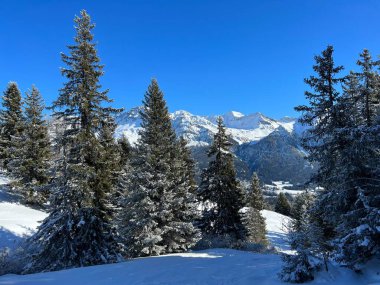 İsviçre Alpleri 'ndeki Valbella ve Lenzerheide tatil beldelerinin üzerindeki kar yağışı sonrası tipik bir kış atmosferindeki alp ağaçlarının resimli gölgeleri - İsviçre' deki Grisonlar Kantonu (Schweiz)