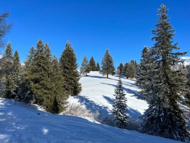 İsviçre Alpleri 'ndeki Valbella ve Lenzerheide tatil beldelerinin üzerindeki kar yağışı sonrası tipik bir kış atmosferindeki alp ağaçlarının resimli gölgeleri - İsviçre' deki Grisonlar Kantonu (Schweiz)
