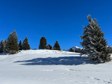 İsviçre Alpleri 'ndeki Valbella ve Lenzerheide tatil beldelerinin üzerindeki kar yağışı sonrası tipik bir kış atmosferindeki alp ağaçlarının resimli gölgeleri - İsviçre' deki Grisonlar Kantonu (Schweiz)