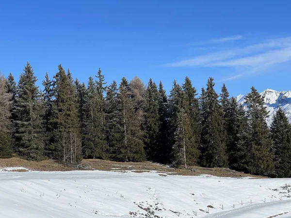 Pintorescas Copas Árboles Alpinos Ambiente Típico Invierno Después Nevada Invierno — Foto de Stock