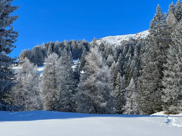 stock image Picturesque canopies of alpine trees in a typical winter atmosphere after the winter snowfall above the tourist resorts of Valbella and Lenzerheide in the Swiss Alps - Canton of Grisons, Switzerland (Schweiz)