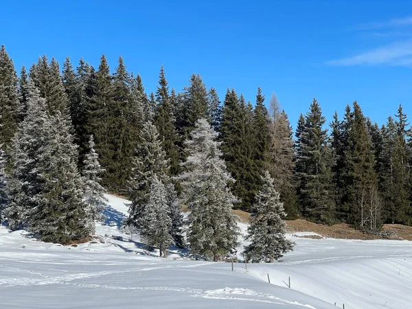 Canopies Pitorescos Árvores Alpinas Uma Atmosfera Típica Inverno Após Nevasca — Fotografia de Stock