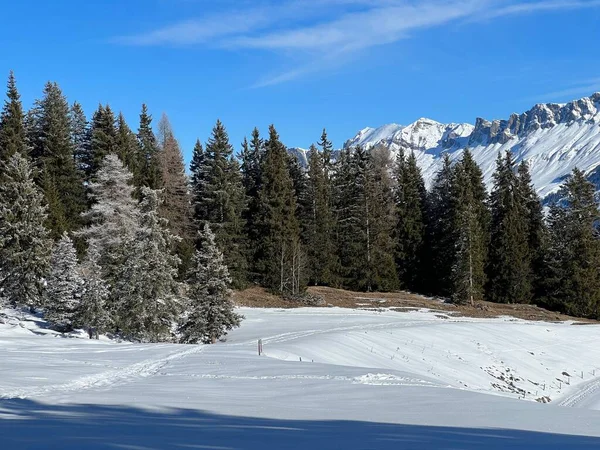 Stock image Picturesque canopies of alpine trees in a typical winter atmosphere after the winter snowfall above the tourist resorts of Valbella and Lenzerheide in the Swiss Alps - Canton of Grisons, Switzerland (Schweiz)