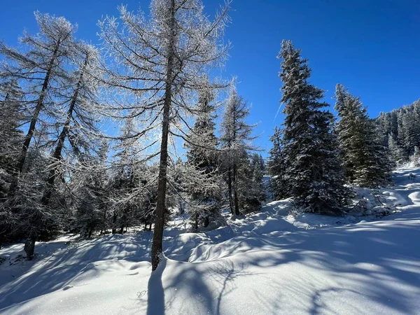 stock image Picturesque canopies of alpine trees in a typical winter atmosphere after the winter snowfall above the tourist resorts of Valbella and Lenzerheide in the Swiss Alps - Canton of Grisons, Switzerland (Schweiz)