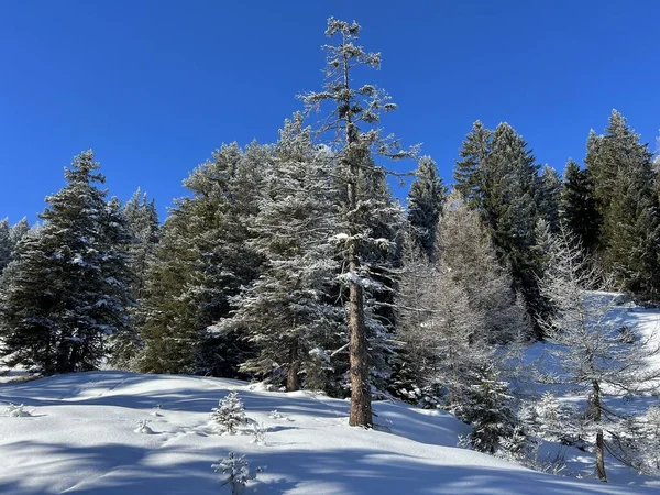 stock image Picturesque canopies of alpine trees in a typical winter atmosphere after the winter snowfall above the tourist resorts of Valbella and Lenzerheide in the Swiss Alps - Canton of Grisons, Switzerland (Schweiz)