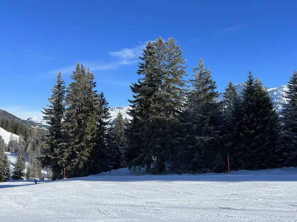 典型的な冬の雰囲気の中で高山の木の絵のキャノピーは スイスアルプスのバルベラとレンツェルハイデの観光リゾートの上の冬の雪の後 スイスのグリソンのカントン スイス — ストック写真