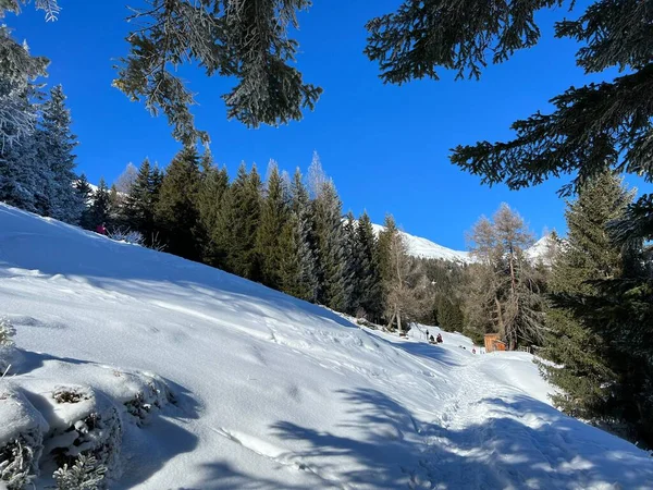 Billedhoggende Lag Alpine Trær Typisk Vinteratmosfære Etter Vintersnøen Turiststedene Valbella – stockfoto