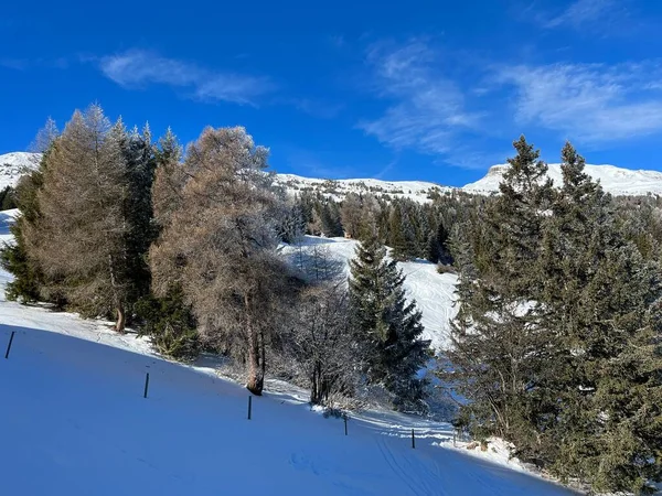Malerische Baumkronen Typischer Winteratmosphäre Nach Dem Schneefall Über Den Touristenorten — Stockfoto