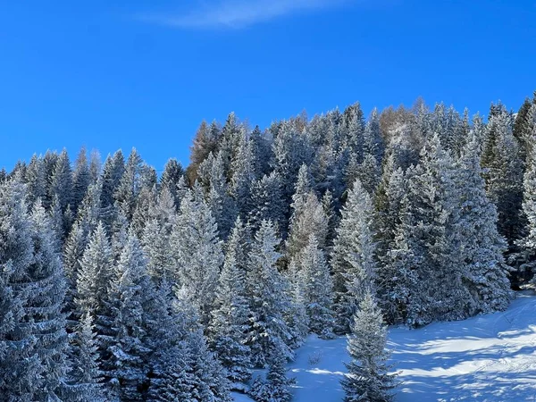 Malownicze Zadaszenia Alpejskich Drzew Typowej Zimowej Atmosferze Zimowych Opadach Śniegu — Zdjęcie stockowe