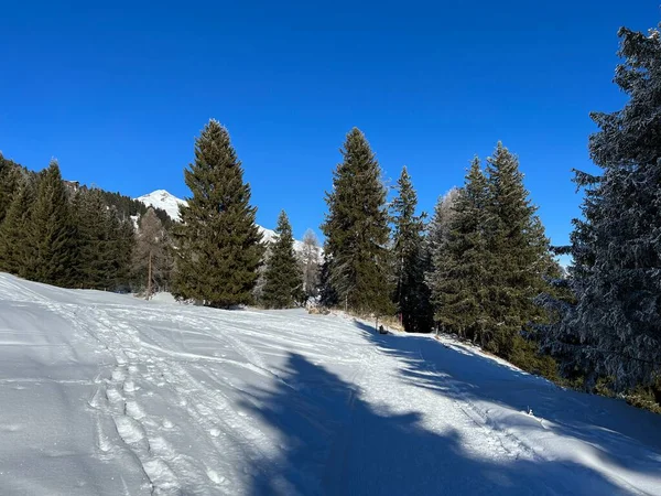 Pintorescas Copas Árboles Alpinos Ambiente Típico Invierno Después Nevada Invierno —  Fotos de Stock