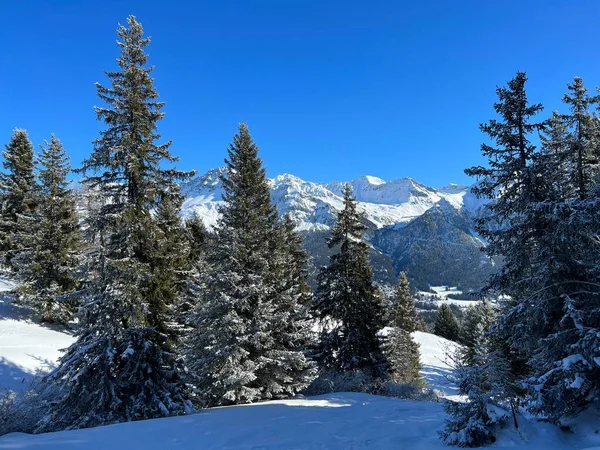 瑞士Grisons州的Valbella和Lenzerheide旅游胜地上方的冬季降雪后 高山树木在典型的冬季气氛中呈现出的风景如画的冠 — 图库照片