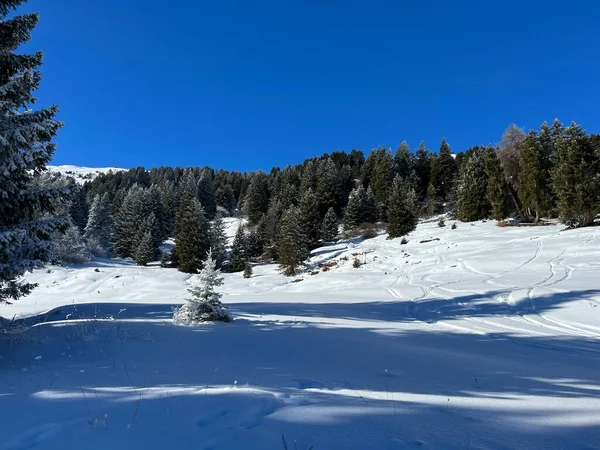 瑞士Grisons州的Valbella和Lenzerheide旅游胜地上方的冬季降雪后 高山树木在典型的冬季气氛中呈现出的风景如画的冠 — 图库照片