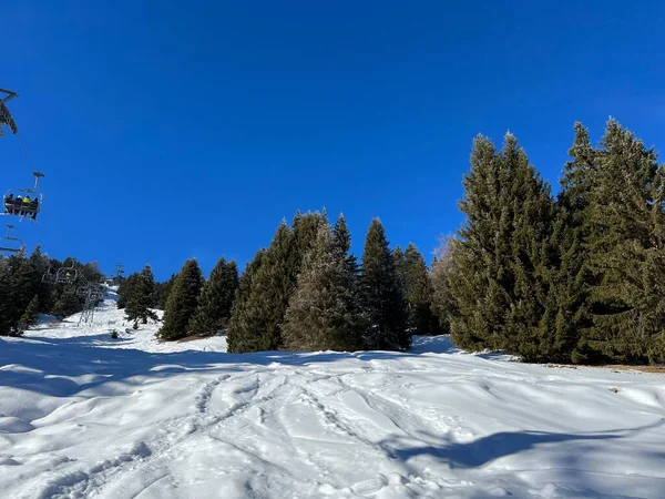 Γραφικά Στέγαστρα Αλπικών Δέντρων Μια Τυπική Χειμερινή Ατμόσφαιρα Μετά Χειμερινή — Φωτογραφία Αρχείου