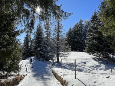 İsviçre Alpleri 'ndeki Valbella ve Lenzerheide tatil beldelerinde yürüyüş, yürüyüş, yürüyüş, spor ve dinlenme için mükemmel bir şekilde düzenlenmiş ve temizlenmiş kış patikaları - İsviçre' deki Grisonlar Kantonu, İsviçre (Schweiz)