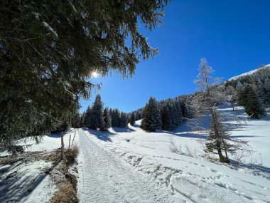 İsviçre Alpleri 'ndeki Valbella ve Lenzerheide tatil beldelerinde yürüyüş, yürüyüş, yürüyüş, spor ve dinlenme için mükemmel bir şekilde düzenlenmiş ve temizlenmiş kış patikaları - İsviçre' deki Grisonlar Kantonu, İsviçre (Schweiz)