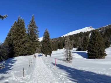 İsviçre Alpleri 'ndeki Valbella ve Lenzerheide tatil beldelerinde yürüyüş, yürüyüş, yürüyüş, spor ve dinlenme için mükemmel bir şekilde düzenlenmiş ve temizlenmiş kış patikaları - İsviçre' deki Grisonlar Kantonu, İsviçre (Schweiz)