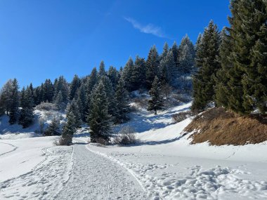 İsviçre Alpleri 'ndeki Valbella ve Lenzerheide tatil beldelerinde yürüyüş, yürüyüş, yürüyüş, spor ve dinlenme için mükemmel bir şekilde düzenlenmiş ve temizlenmiş kış patikaları - İsviçre' deki Grisonlar Kantonu, İsviçre (Schweiz)