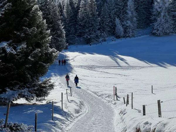 İsviçre Alpleri 'ndeki Valbella ve Lenzerheide tatil beldelerinde yürüyüş, yürüyüş, yürüyüş, spor ve dinlenme için mükemmel bir şekilde düzenlenmiş ve temizlenmiş kış patikaları - İsviçre' deki Grisonlar Kantonu, İsviçre (Schweiz)