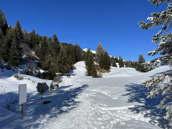 stock image Excellently arranged and cleaned winter trails for walking, hiking, sports and recreation in the area of the tourist resorts of Valbella and Lenzerheide in the Swiss Alps - Canton of Grisons, Switzerland (Schweiz)