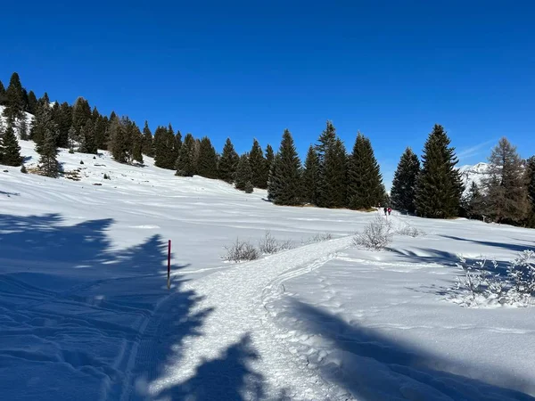 スイスアルプスのバルベラとレンツェルハイデの観光リゾート地でのウォーキング ハイキング スポーツ レクリエーションのための優れた配置され 清掃された冬のトレイル カントン グリソン スイス スイス — ストック写真