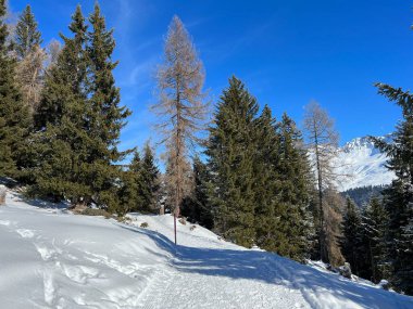 İsviçre Alpleri 'ndeki Valbella ve Lenzerheide tatil beldelerinde yürüyüş, yürüyüş, yürüyüş, spor ve dinlenme için mükemmel bir şekilde düzenlenmiş ve temizlenmiş kış patikaları - İsviçre' deki Grisonlar Kantonu, İsviçre (Schweiz)