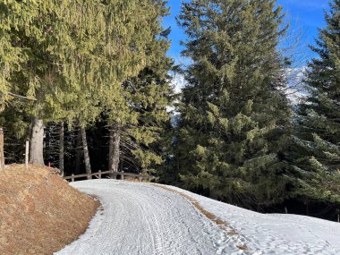 İsviçre Alpleri 'ndeki Valbella ve Lenzerheide tatil beldelerinde yürüyüş, yürüyüş, yürüyüş, spor ve dinlenme için mükemmel bir şekilde düzenlenmiş ve temizlenmiş kış patikaları - İsviçre' deki Grisonlar Kantonu, İsviçre (Schweiz)