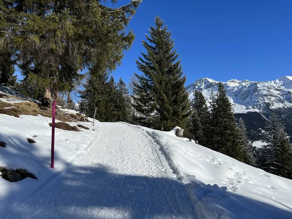 İsviçre Alpleri 'ndeki Valbella ve Lenzerheide tatil beldelerinde yürüyüş, yürüyüş, yürüyüş, spor ve dinlenme için mükemmel bir şekilde düzenlenmiş ve temizlenmiş kış patikaları - İsviçre' deki Grisonlar Kantonu, İsviçre (Schweiz)