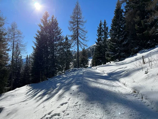 Sentieri Invernali Ottimamente Organizzati Puliti Passeggiate Escursioni Sport Ricreazione Nella — Foto Stock