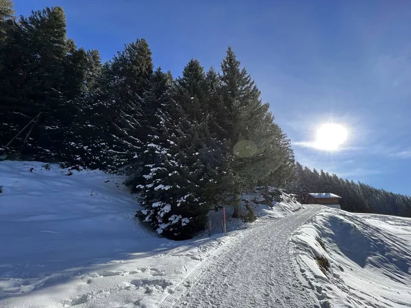 İsviçre Alpleri 'ndeki Valbella ve Lenzerheide tatil beldelerinde yürüyüş, yürüyüş, yürüyüş, spor ve dinlenme için mükemmel bir şekilde düzenlenmiş ve temizlenmiş kış patikaları - İsviçre' deki Grisonlar Kantonu, İsviçre (Schweiz)