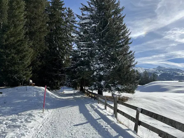 İsviçre Alpleri 'ndeki Valbella ve Lenzerheide tatil beldelerinde yürüyüş, yürüyüş, yürüyüş, spor ve dinlenme için mükemmel bir şekilde düzenlenmiş ve temizlenmiş kış patikaları - İsviçre' deki Grisonlar Kantonu, İsviçre (Schweiz)