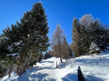 İsviçre Alpleri 'ndeki Valbella ve Lenzerheide tatil beldelerinin üzerindeki kar yağışı sonrası tipik bir kış atmosferindeki alp ağaçlarının resimli gölgeleri - İsviçre' deki Grisonlar Kantonu (Schweiz)