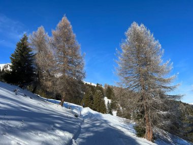 İsviçre Alpleri 'ndeki Valbella ve Lenzerheide tatil beldelerinin üzerindeki kar yağışı sonrası tipik bir kış atmosferindeki alp ağaçlarının resimli gölgeleri - İsviçre' deki Grisonlar Kantonu (Schweiz)
