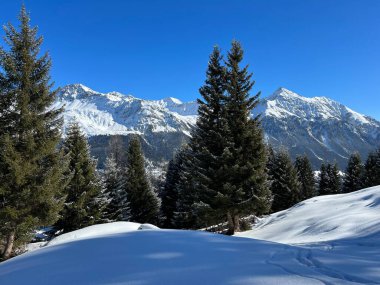 İsviçre Alpleri 'ndeki Valbella ve Lenzerheide tatil beldelerinin üzerindeki kar yağışı sonrası tipik bir kış atmosferindeki alp ağaçlarının resimli gölgeleri - İsviçre' deki Grisonlar Kantonu (Schweiz)