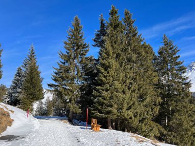 İsviçre Alpleri 'ndeki Valbella ve Lenzerheide tatil beldelerinin üzerindeki kar yağışı sonrası tipik bir kış atmosferindeki alp ağaçlarının resimli gölgeleri - İsviçre' deki Grisonlar Kantonu (Schweiz)