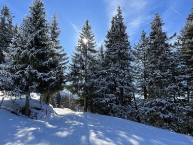 İsviçre Alpleri 'ndeki Valbella ve Lenzerheide tatil beldelerinin üzerindeki kar yağışı sonrası tipik bir kış atmosferindeki alp ağaçlarının resimli gölgeleri - İsviçre' deki Grisonlar Kantonu (Schweiz)
