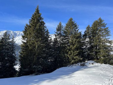 İsviçre Alpleri 'ndeki Valbella ve Lenzerheide tatil beldelerinin üzerindeki kar yağışı sonrası tipik bir kış atmosferindeki alp ağaçlarının resimli gölgeleri - İsviçre' deki Grisonlar Kantonu (Schweiz)
