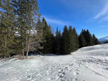 İsviçre Alpleri 'ndeki Valbella ve Lenzerheide tatil beldelerinin üzerindeki kar yağışı sonrası tipik bir kış atmosferindeki alp ağaçlarının resimli gölgeleri - İsviçre' deki Grisonlar Kantonu (Schweiz)