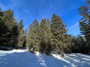 İsviçre Alpleri 'ndeki Valbella ve Lenzerheide tatil beldelerinin üzerindeki kar yağışı sonrası tipik bir kış atmosferindeki alp ağaçlarının resimli gölgeleri - İsviçre' deki Grisonlar Kantonu (Schweiz)